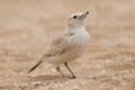 Gray's Lark-0403.jpg